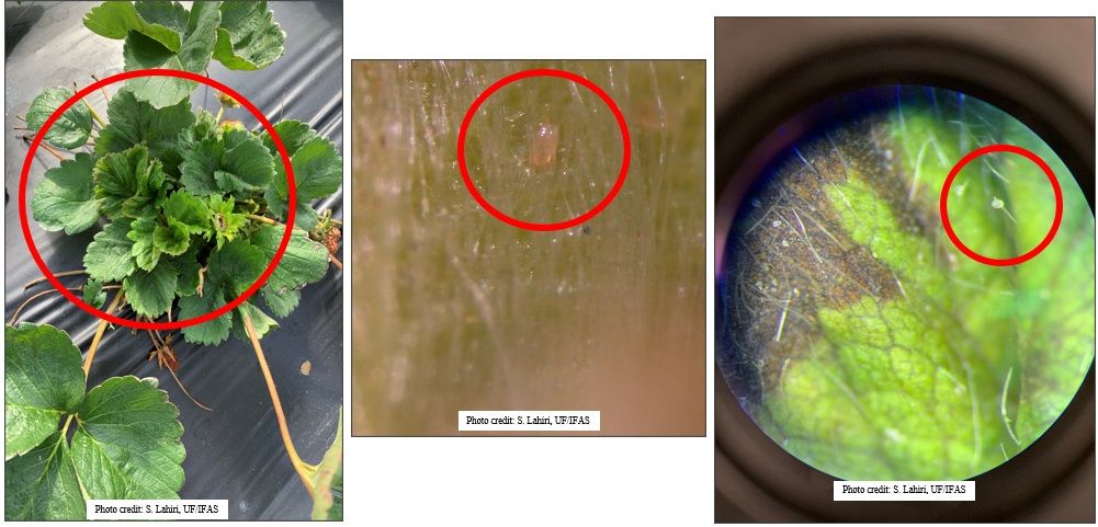 Strawberry leaf stunting and abortion of flowers due to feeding by cyclamen mites on young, unfolded leaves and strawberry crown; clear translucent adult cyclamen mite found under strawberry fruit calyx; a single, smooth, and oval cyclamen mite egg glued to the end of a leaf hair on a strawberry fruit calyx as observed under a stereomicroscope.