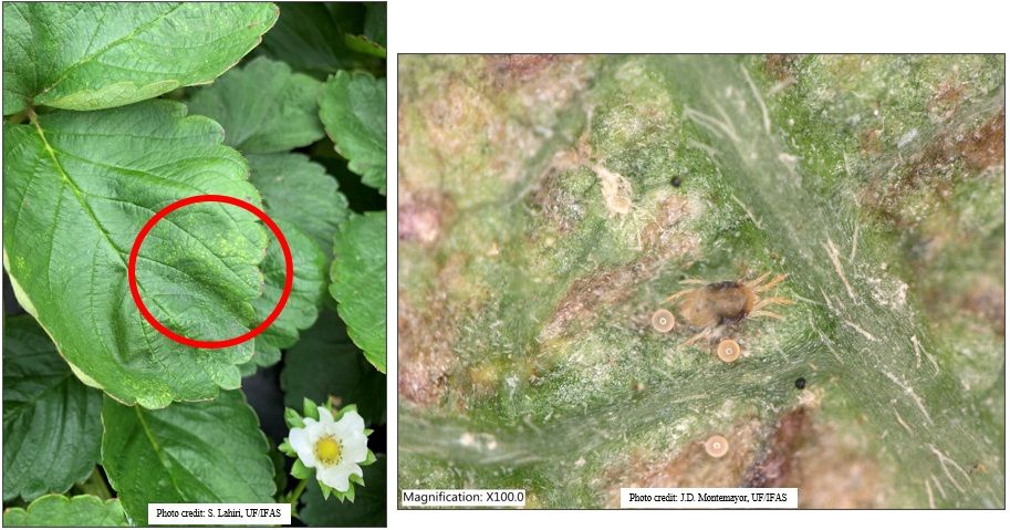 Stippling damage to strawberry leaves due to loss of chlorophyl as a result of feeding by twospotted spider mites; adult female spider mite and her spherical eggs on a strawberry leaf.