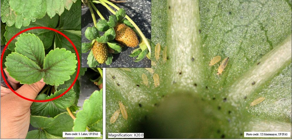Damage to strawberry leaves in the form of darkening of leaflet mid-rib due to necrosis of leaf tissue from chilli thrips feeding; chilli thrips larvae and adult feeding along leaf veins on a cotton leaf; and bronzed and cracked strawberry fruits due to thrips feeding damage. 