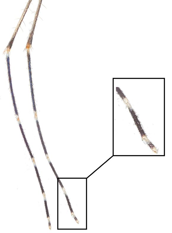 Adult female Culex coronator hindleg and close-up view of tarsomere 5 of the hind leg. 