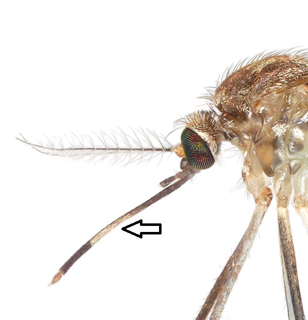 Lateral view of an adult female Culex coronator, showing patch of pale scales on underside of proboscis (arrow). 