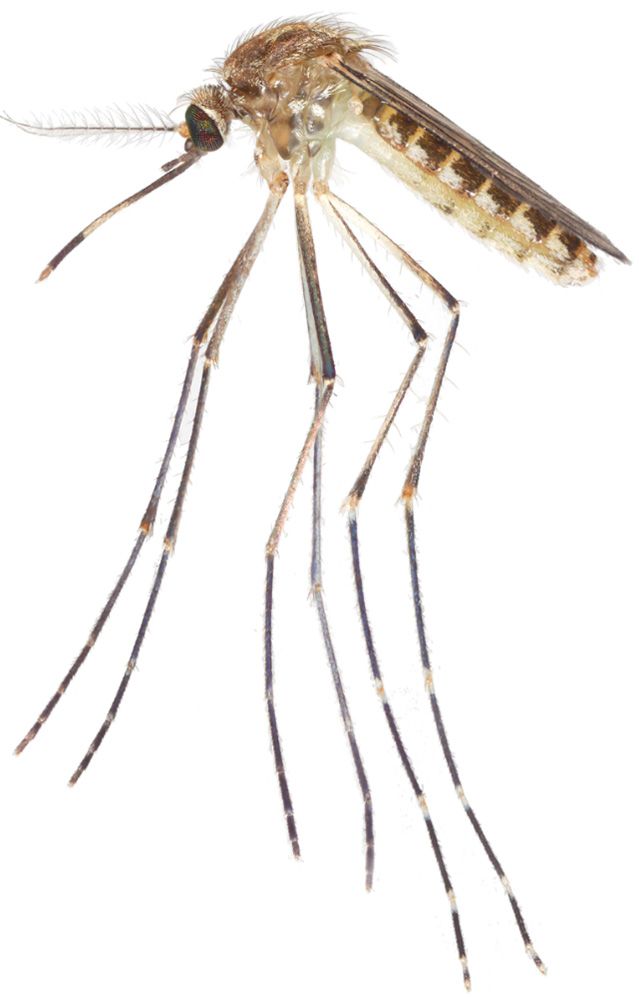 Lateral view of an adult female Culex coronator mosquito. 