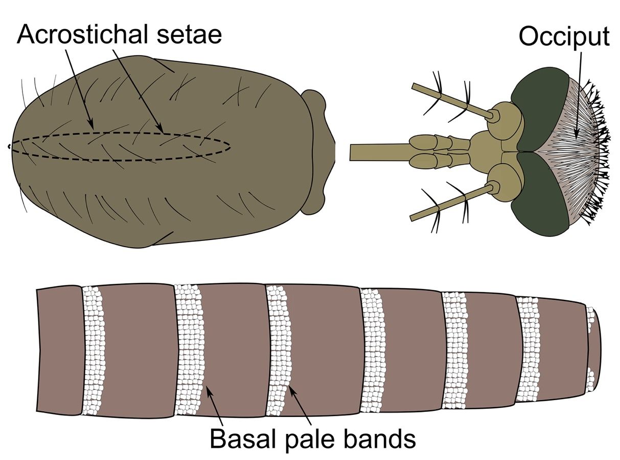 Dorsal view of an adult female Culex coronator showing acrostichal setae, the occiput with narrow, flat scales, and abdominal terga with basal pale bands. 