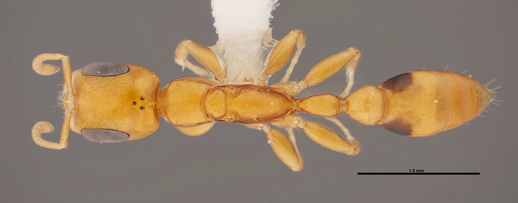 Dorsal view of Pseudomyrmex simplex showing the brown-black spots on the gaster and lack of setae on the first gastral segment. 