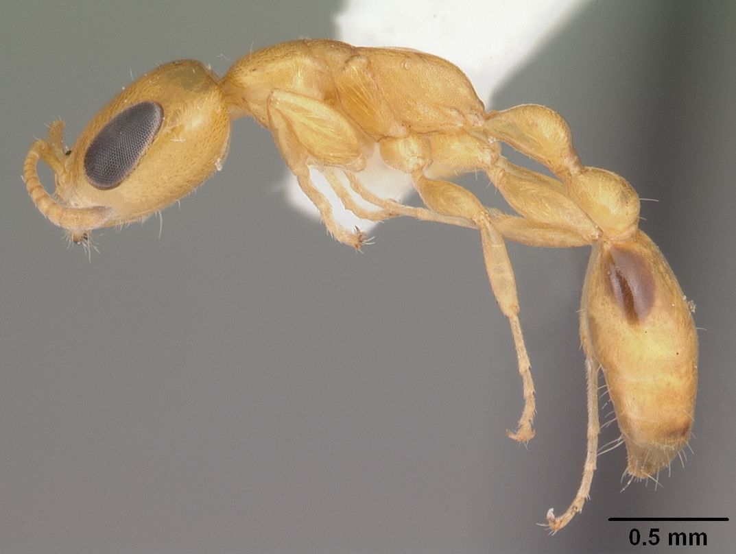 Lateral view of Pseudomyrmex simplex. 