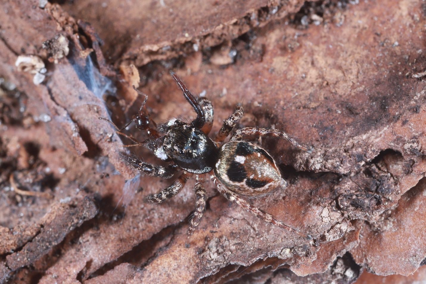 An adult female Anasaitis canosa eating an ant. 