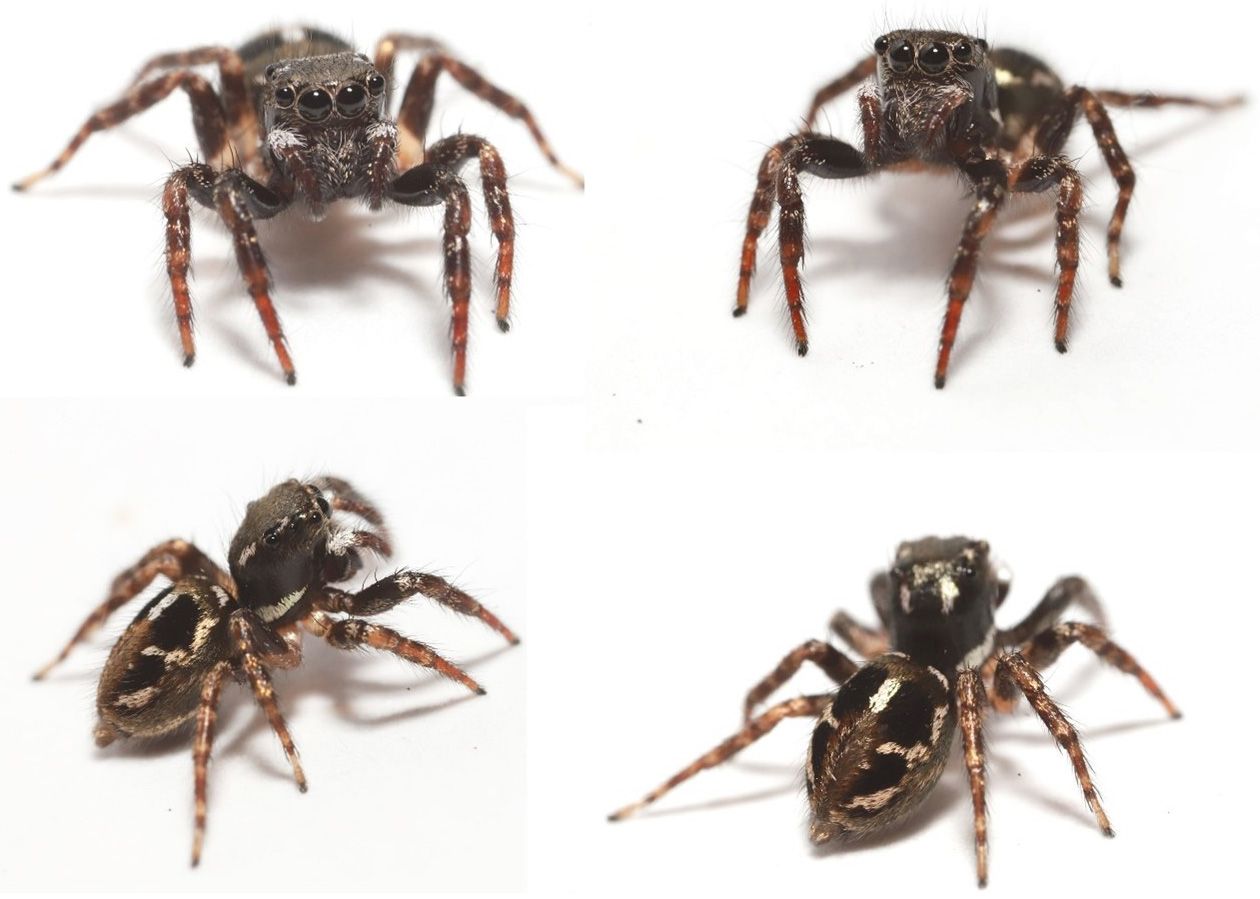 Multiple views of a female Anasaitis canosa, showing the distinctive white markings on the body. Note the white “flags” on the pedipalps near the spider’s face, that gives this species its common name. 