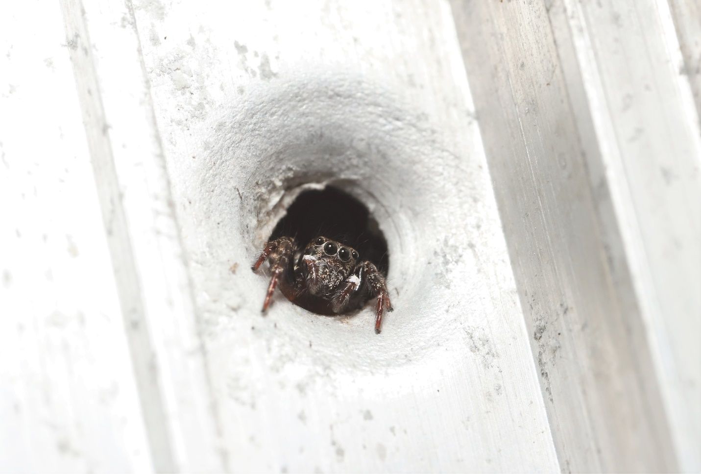 A female Anasaitis canosa peeking out of her retreat in the window frame of a suburban home. 