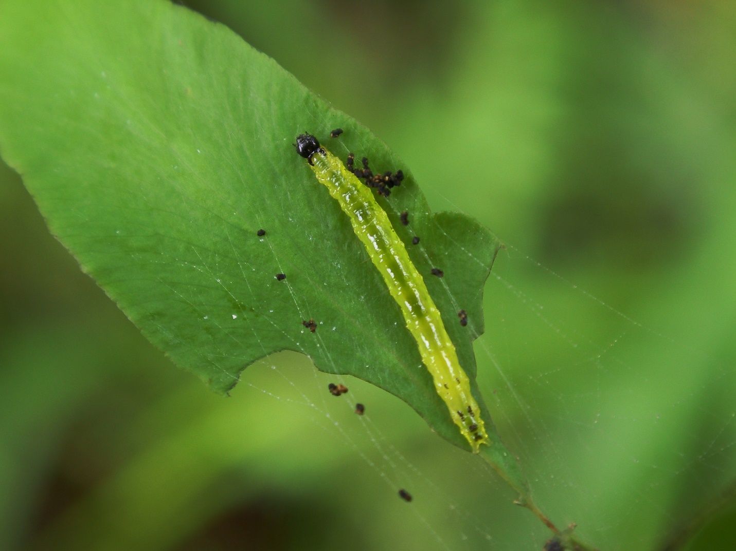 Late instar Neomusotima conspurcatalis larva. 