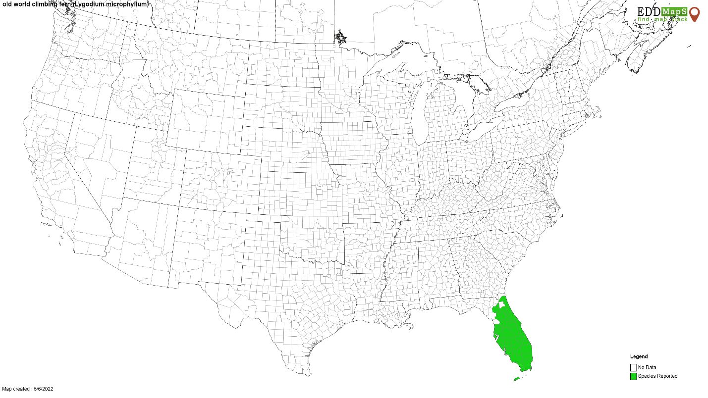 Distribution of Lygodium microphyllum in the United States. 