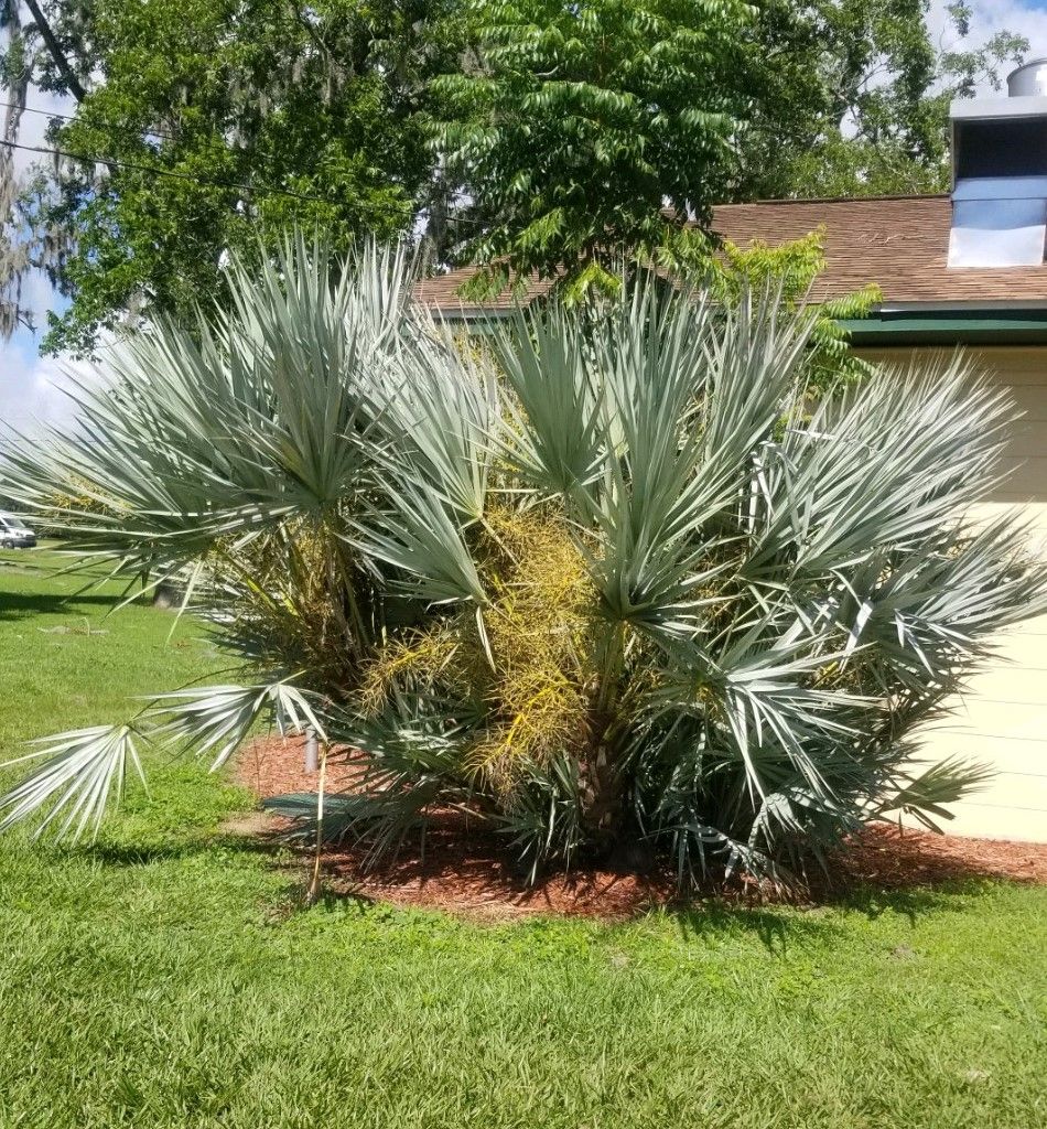 Low-growing palm trimmed to reduce pest harborage. 