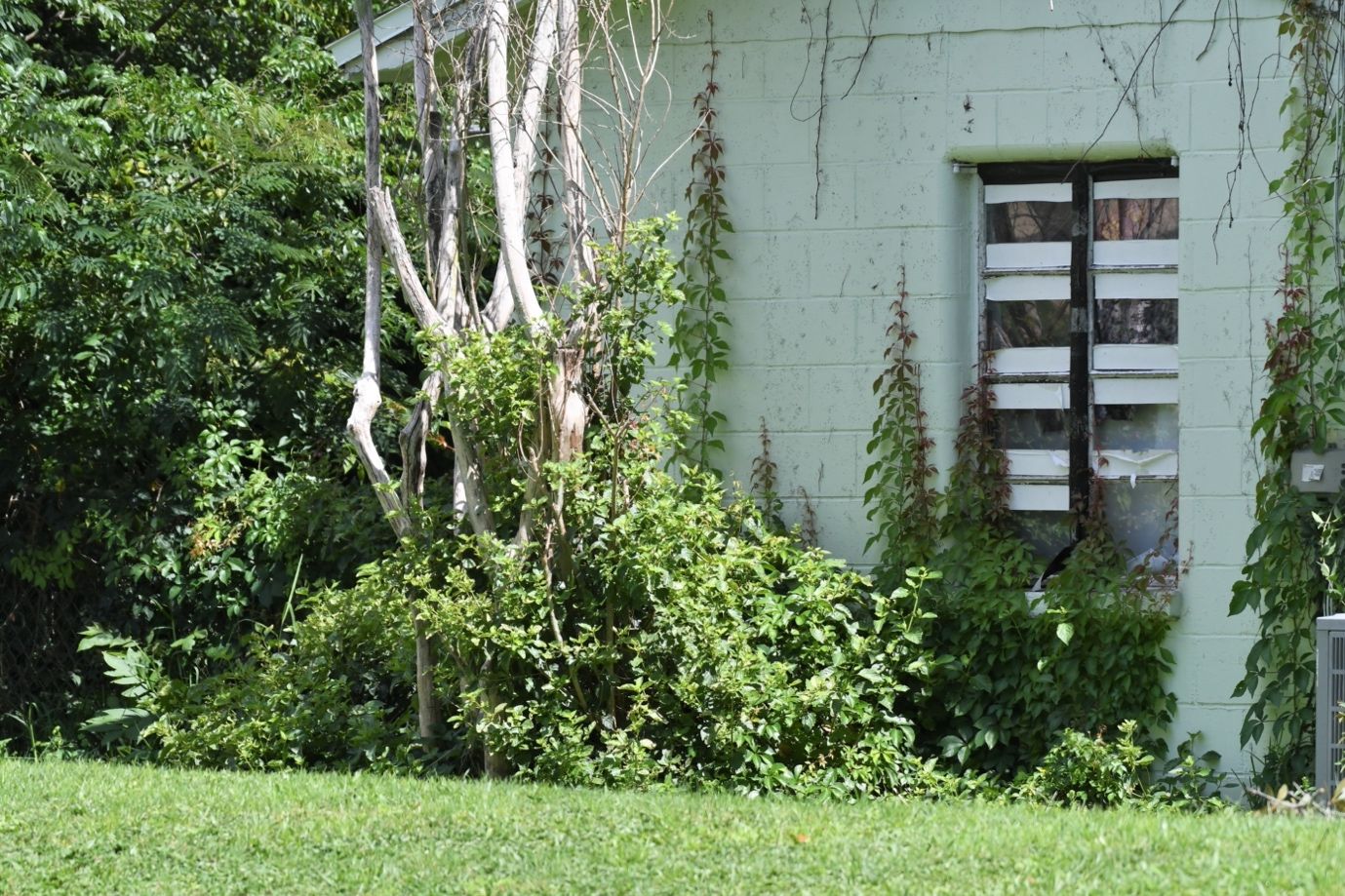 Overgrown shrubs and vines make attractive harborages for pests. 