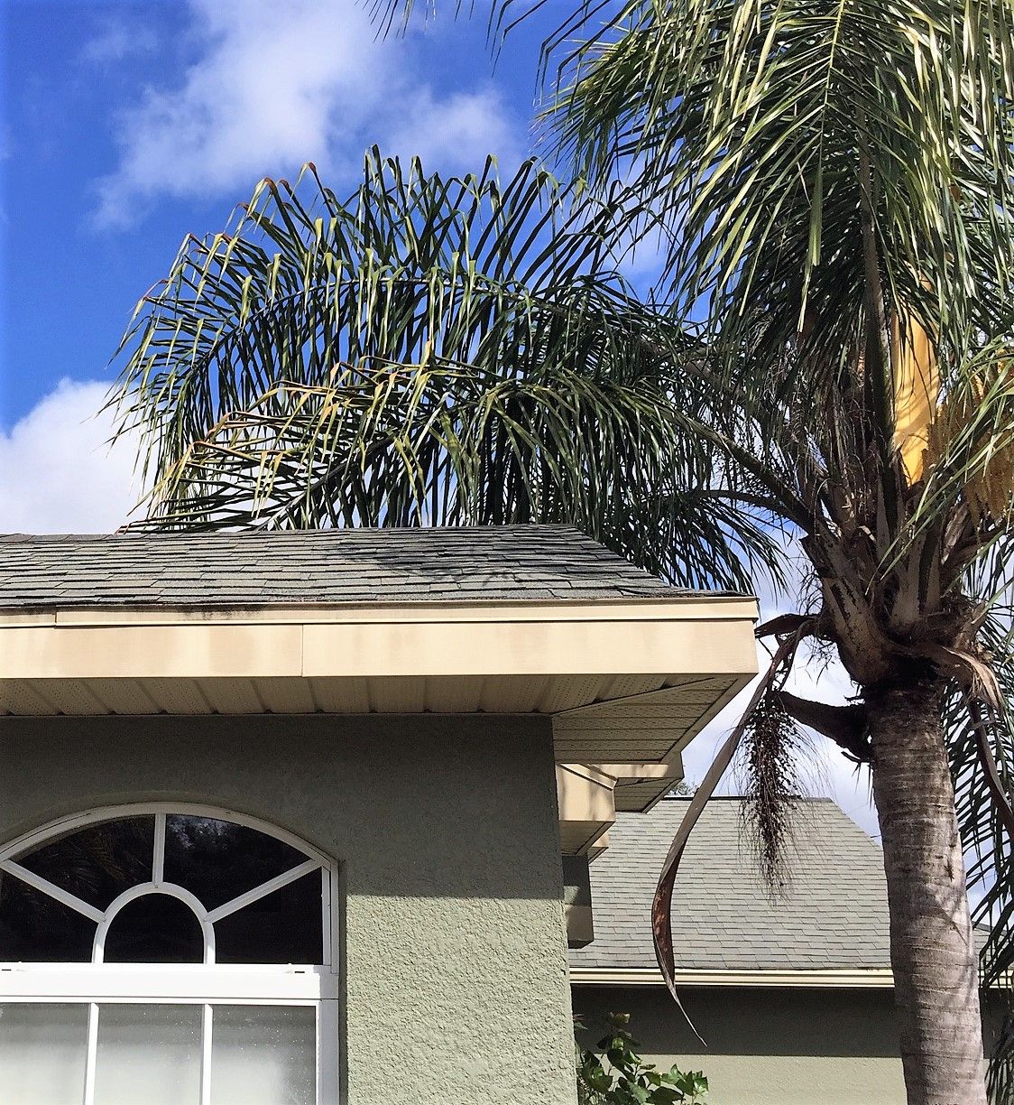 Palm leaves should be removed if hanging over a roof.
