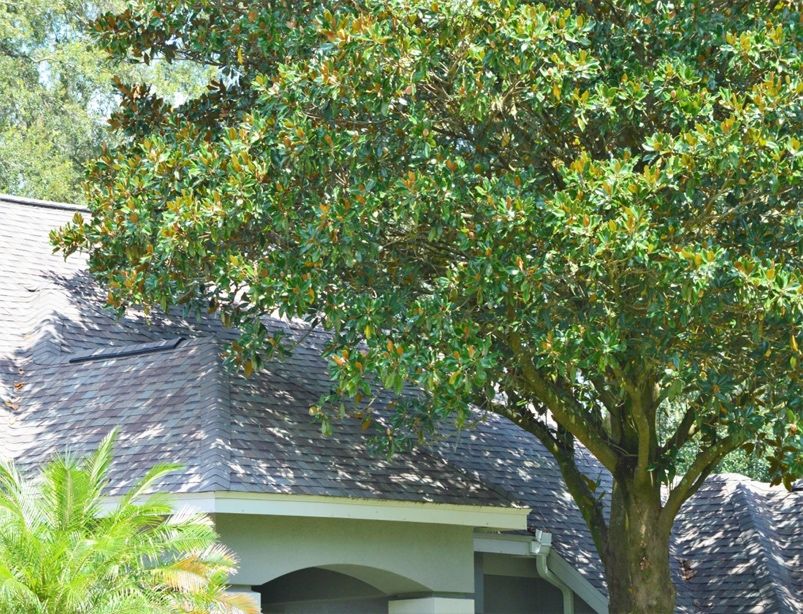 Tree limbs touching the roof can provide access to rodents and other pests. 