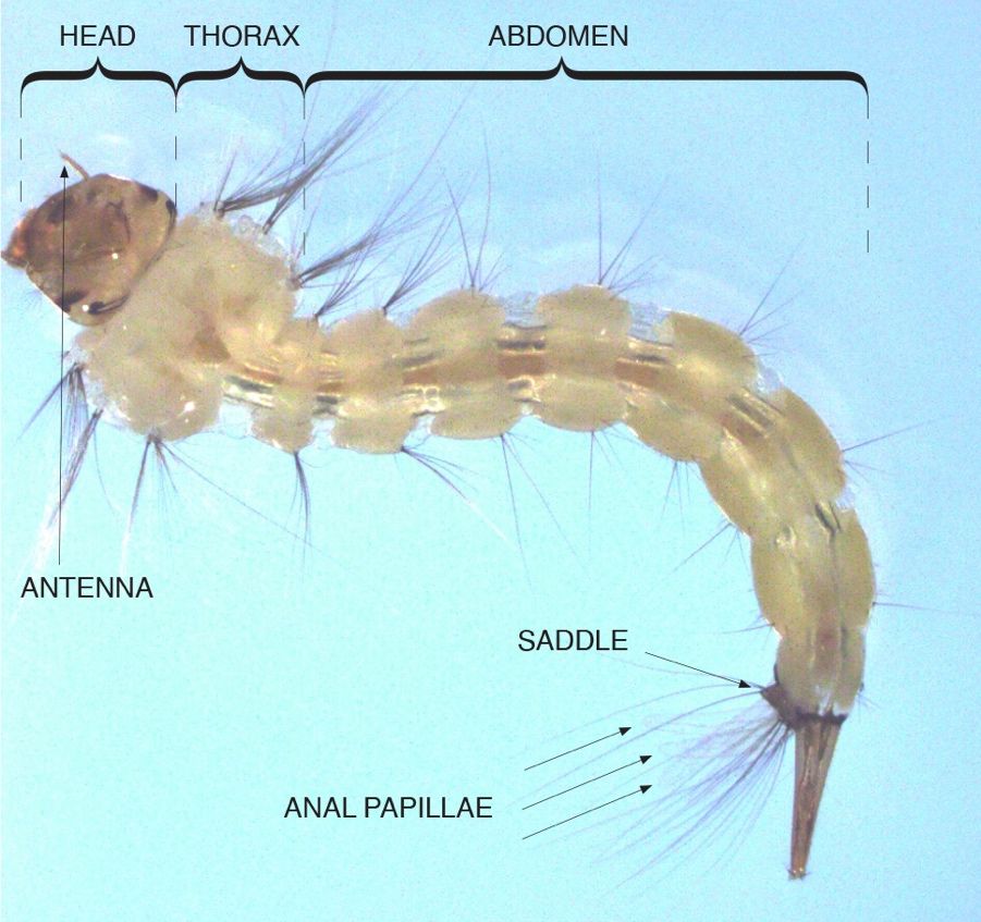 Sabethes cyaneus Fabricius larva. 
