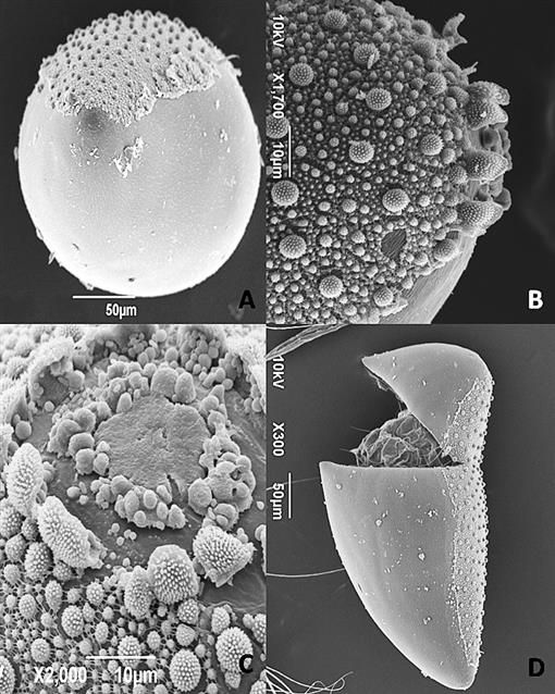 Scanning electron microscope images of Sabethes cyaneus Fabricius eggs. A. This image conveys the portions of the egg covered by rough and smooth textures; B. lateral view of the egg opening; C. top view of the egg opening; D. hatched egg. 
