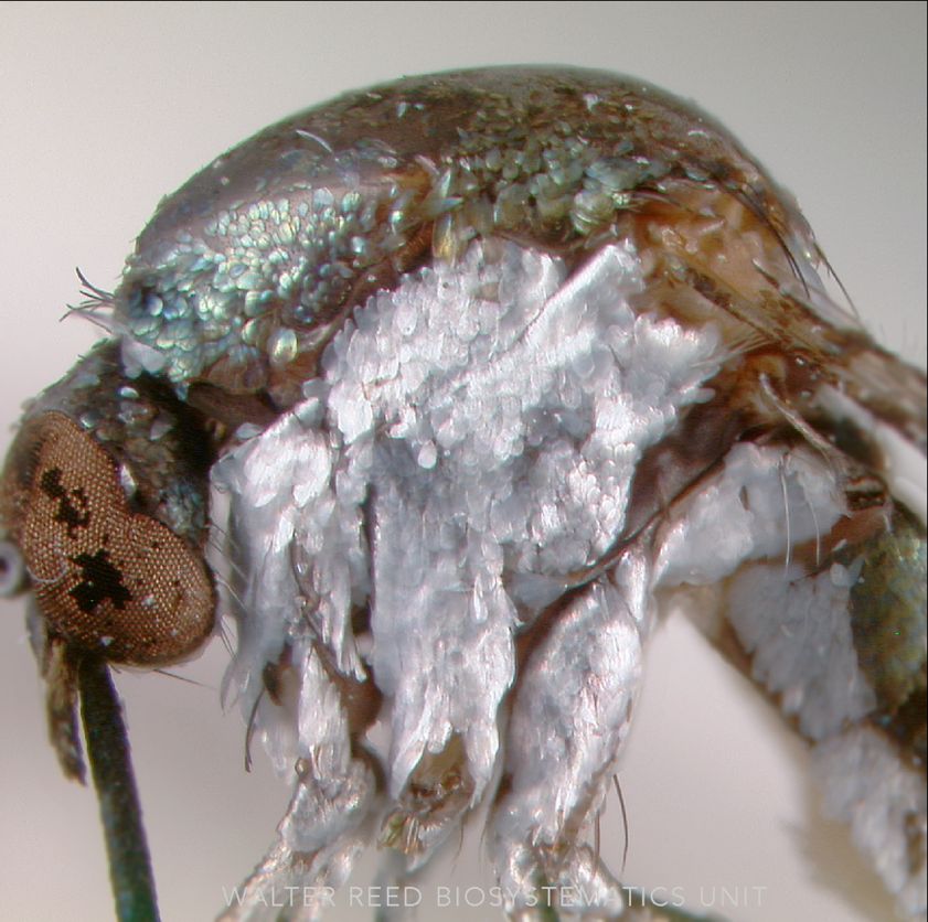 Lateral view of Sabethes sp. Robineau-Desvoidy thorax. 
