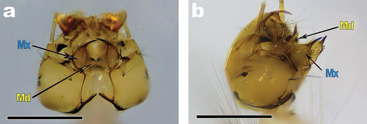 Toothed mandibles (Md) and maxillae (Mx) of Sabethes cyaneus Fabricius larva in (a) closed position and (b) open position.