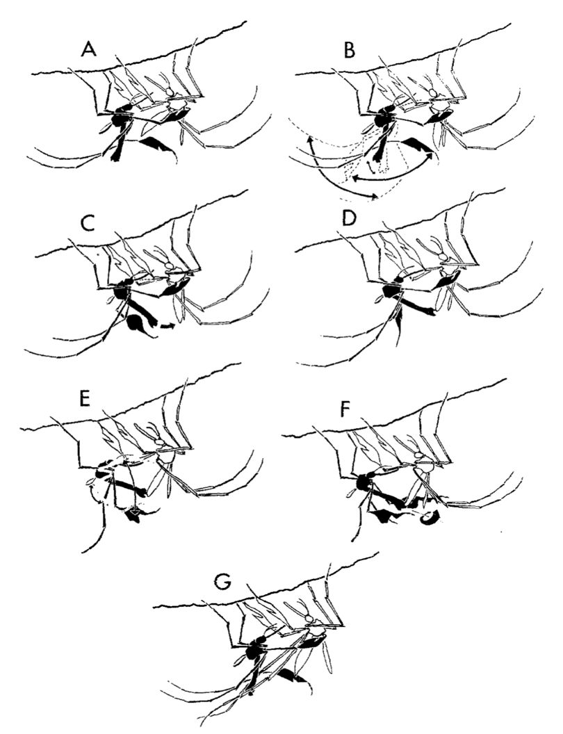 Stages of Sabethes cyaneus Fabricius courtship: A. male (black) aligns with female (white) and waves its midlegs; B. male swings and female lowers her abdomen; C.  male attempts to clasp female; D. superficial coupling; E. male waves its mid- and hindlegs, after releasing the female’s wing; F. male waggles its mid- and hindlegs; G. female pushes male off, ending the copulation event. 