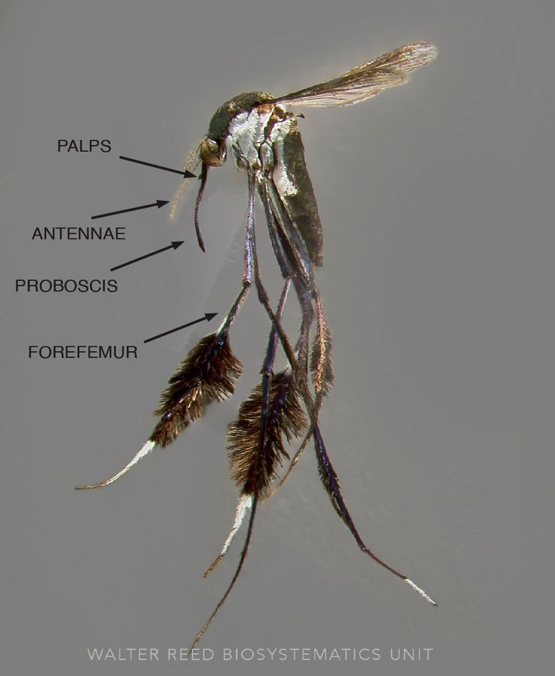Lateral view of Sabethes sp. Robineau-Desvoidy adult female. 
