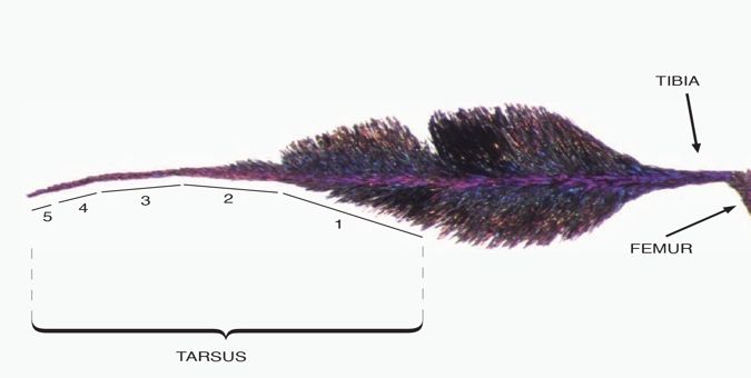 Midleg paddle of an adult Sabethes cyaneus Fabricius mosquito.