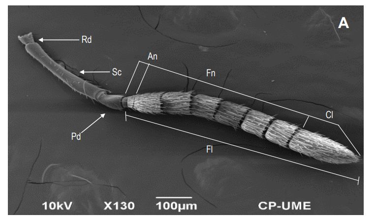 Geniculate antenna of Catolaccus hunteri male with radicle (Rd), scape (Sc), pedicel (Pd), and flagellum (Fl).