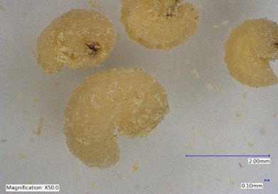 Larva of uninfested cowpea weevil, Callosobruchus maculatus used for rearing Catolaccus hunteri. 