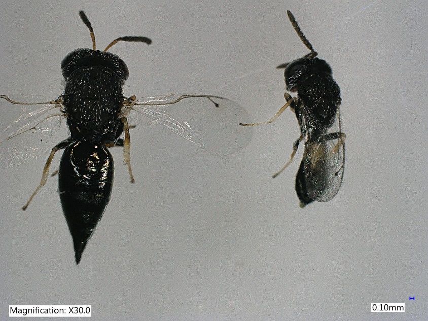 Adult Catolaccus hunteri. Left: Female. Right: Male. 