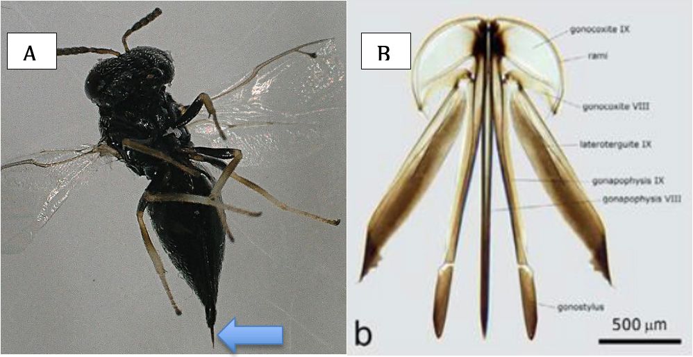 A. Female ovipositor (blue arrow). B. Structure of the female ovipositor. 