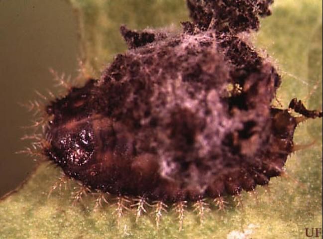 Figure 3. Golden tortoise beetle larva, Charidotella bicolor (Fabricius), showing anal fork on top of larva.