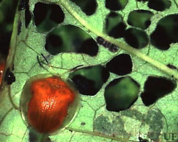 Figure 1. Adult golden tortoise beetle, Charidotella bicolor (Fabricius).