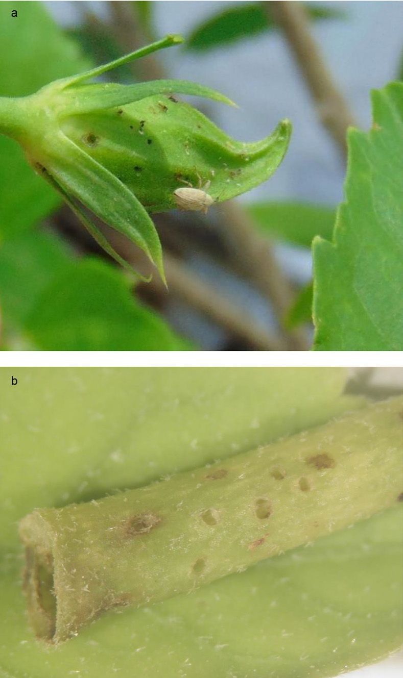 Daños causados por la alimentación de Anthonomus testaceosquamosus en hibisco a) botón floral con adulto del picudo y b) daño en peciolo. 