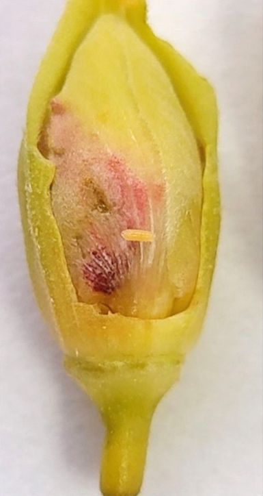 Larva de la mosquita de la flor (Contarinia maculipennis) saliendo del botón floral. La foto muestra el daño causado por la alimentación de las larvas en el botón floral. 