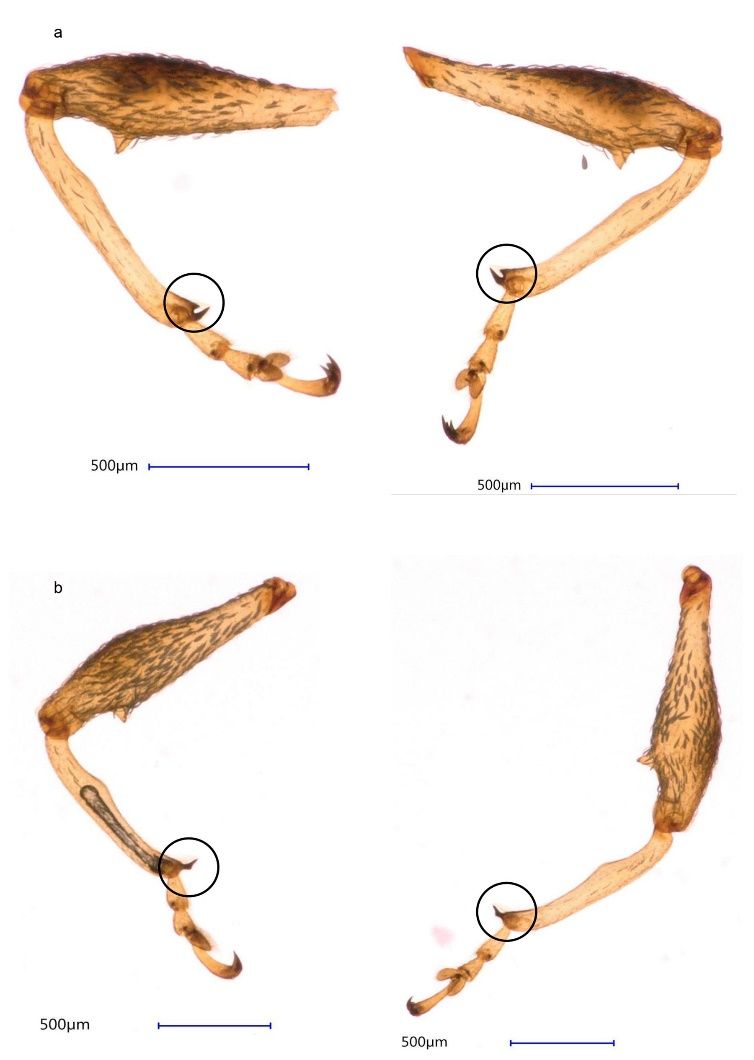 Protibia de la hembra (a) y del macho (b) de Anthonomus testaceosquamosus. La prominencia interior-marginal subapical (circulo; mucron) está presente en hembras, pero está ausente en machos. 