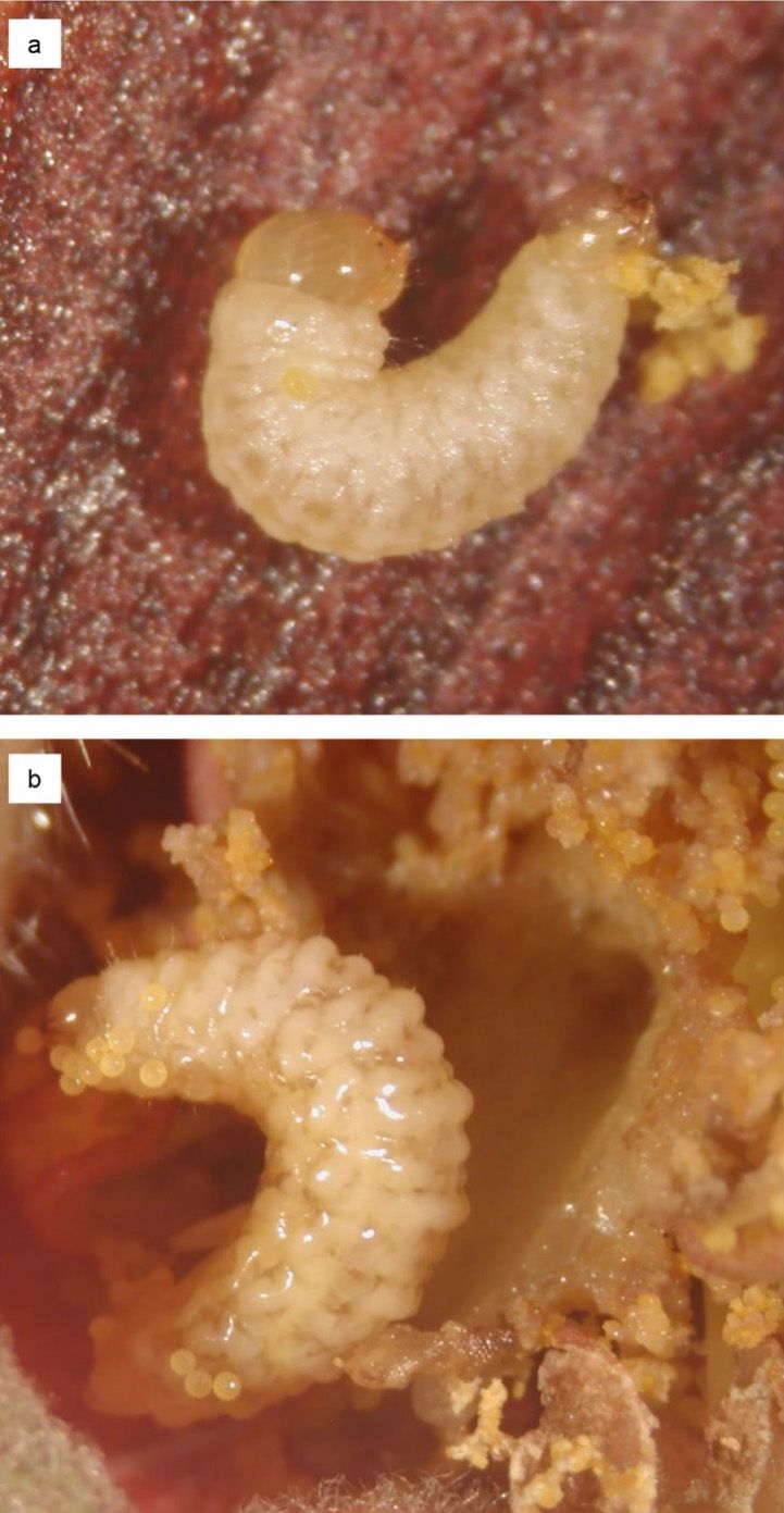 a) Instar temprano y b) tardío de Anthonomus testaceosquamosus alimentándose en polen. 