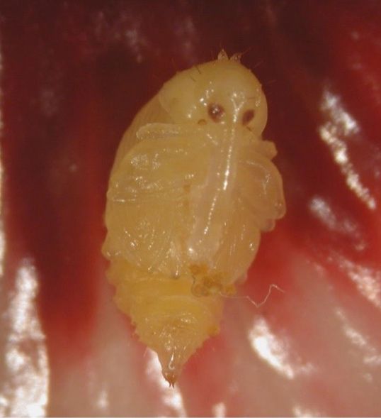 Pupa de Anthonomus testaceosquamosus. 