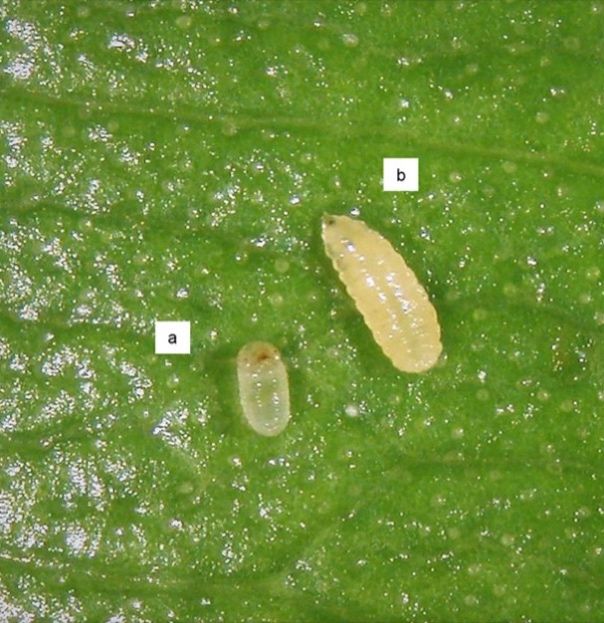 a) Larva del picudo del botón del hibisco, Anthonomus testaceosquamosus y b) larva de la mosquita de la flor, Contarinia maculipennis. 