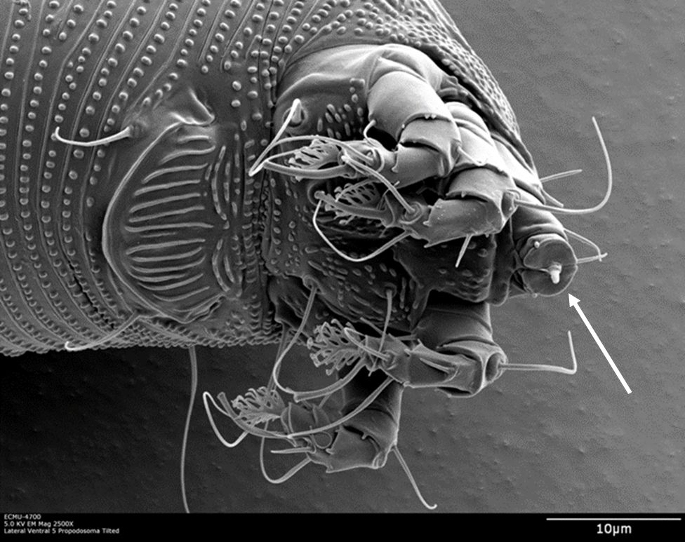 Aparato bucal (indicado con la flecha) de un adulto hembra de Aceria litchii. Foto tomada con microscopía electrónica de escaneo (LT-SEM) usando baja temperatura. 