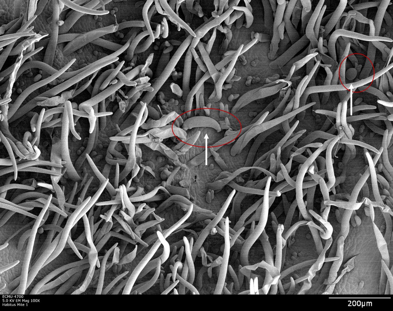 Imagen mostrando los pelos hipertróficos de la hoja en una erinosis. Foto tomada con microscopía electrónica de escaneo (LT-SEM) usando baja temperatura. En la base de los pelos, los círculos rojos indicados con flechas señalan una hembra adulta (izquierda) y un huevo (derecha) de Aceria litchi.