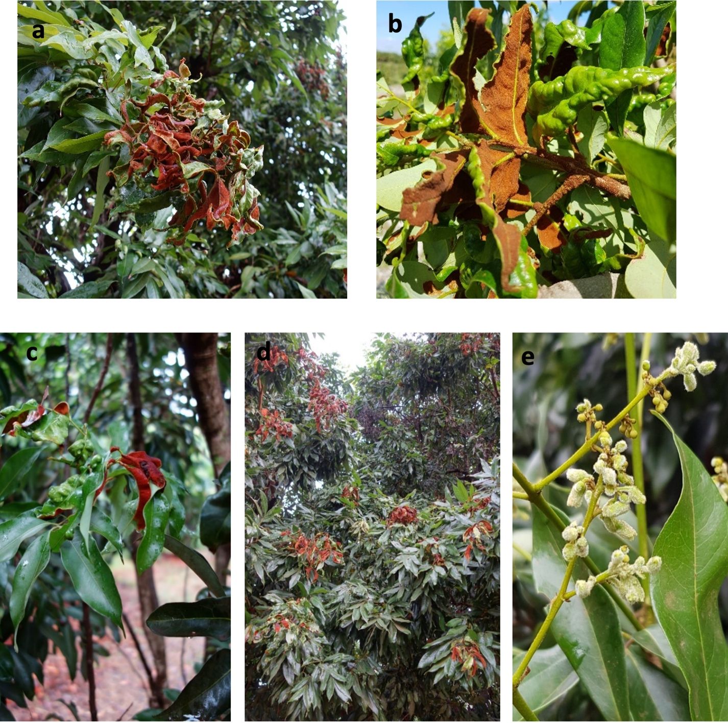 Variación en color y densidad de erinosis en hojas (a-d) y erinosis recientemente desarrollada en fruto joven de lichi (e). 