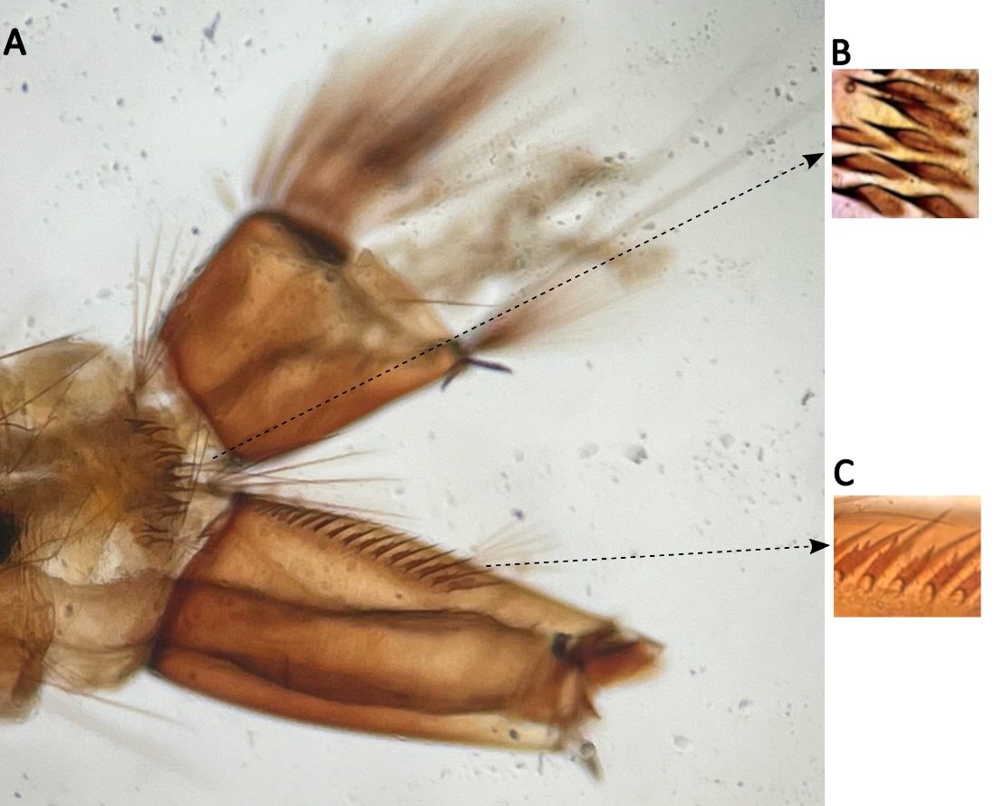A: Siphon and saddle of Aedes pertinax (credit: Mike Riles, Beach Mosquito Control District, Panama City, Florida). B: Comb scales in Segment VIII (Credit:  modified from Rueda and Alarcon-Elbal 2020, used with permission). C: Pecten scales in siphon.