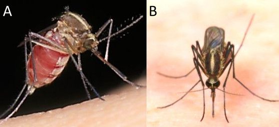 Aedes pertinax adult female. A: lateral view B: dorsal view. 