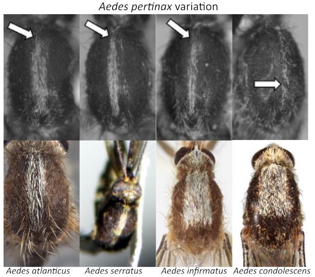 Dorsal view of Aedes pertinax thorax and the thoraxes of other, similar mosquitoes. Top row: Aedes pertinax, variations in thickness and length of scutal pale scales as indicated by the arrows. Bottom row: other common Aedes mosquitoes that could be mistaken for Aedes pertinax. 