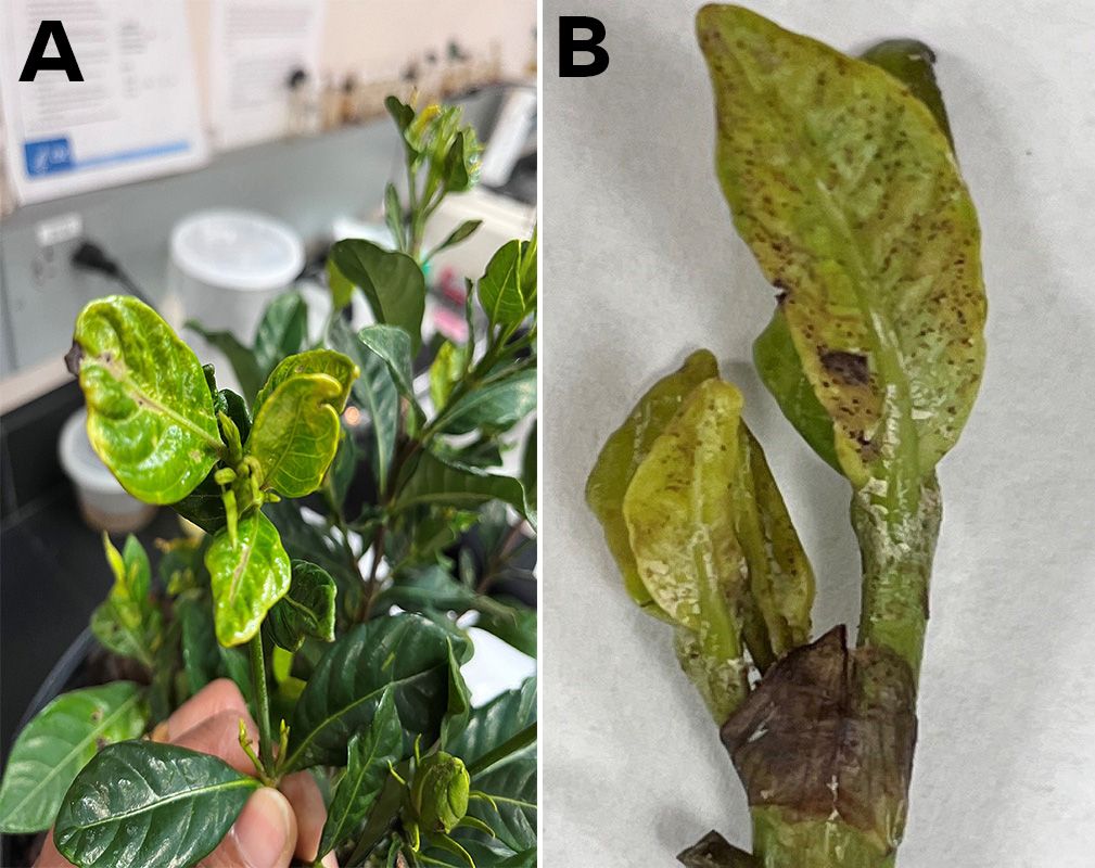Gardenia (Gardenia sp.) plants (A) and top shoots (B) infested by Taiwanese thrips, Thrips parvispinus (Karny) in Nursury at Miami, FL. 