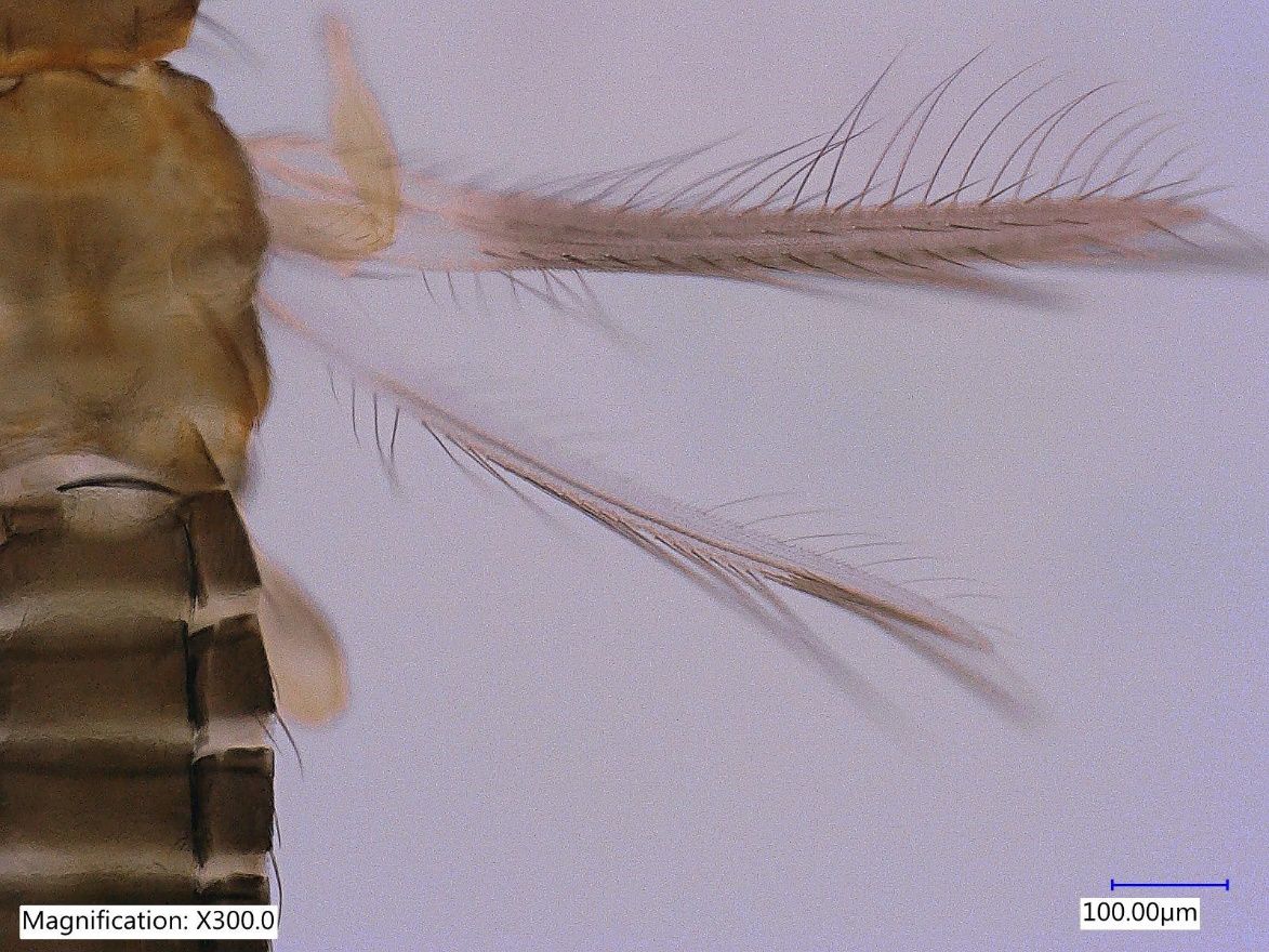 Wings of adult female Taiwanese thrips, Thrips parvispinus (Karny) (dorsal view) showing thoracic setae.