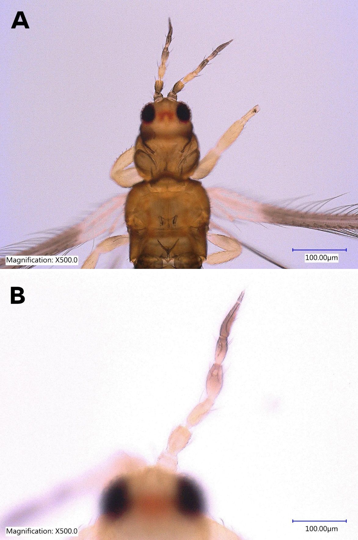 Head with antennae of adult female (A) and enlarged antenna of adult female (B) Taiwanese thrips, Thrips parvispinus (Karny) (dorsal view). 