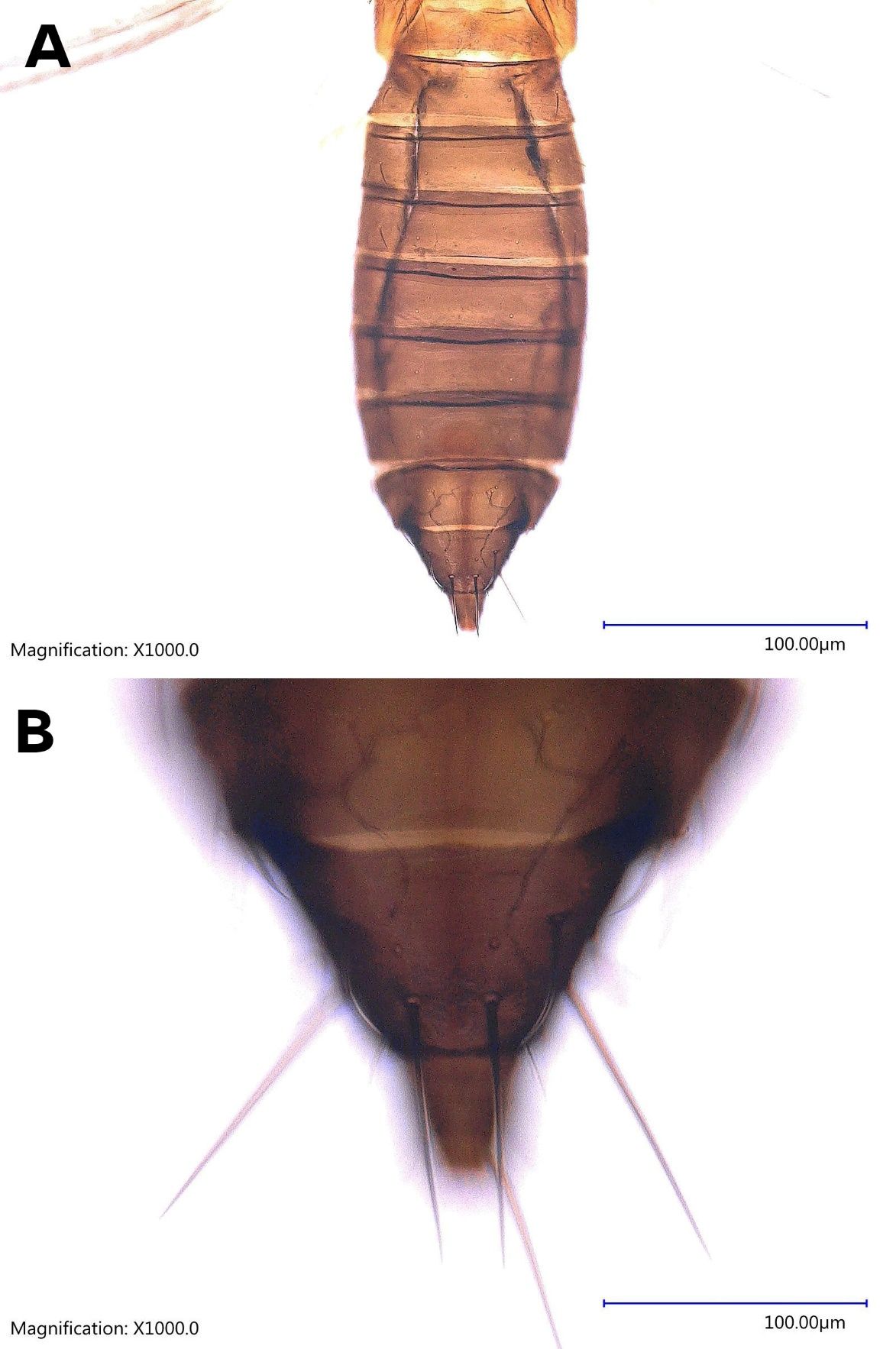 Whole abdomen (A) and last abdominal segments (B) of adult female Taiwanese thrips, Thrips parvispinus (Karny) (dorsal view) at higher magnification showing abdominal setae. 