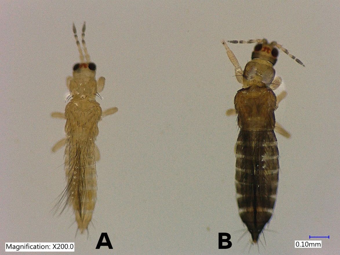 Size comparison of adult male (A) and female (B) Taiwanese thrips, Thrips parvispinus (Karny) (dorsal view). 