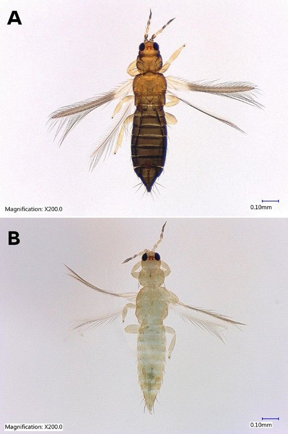 Adult female (A) and male (B) Taiwanese thrips, Thrips parvispinus (Karny) (dorsal view). 