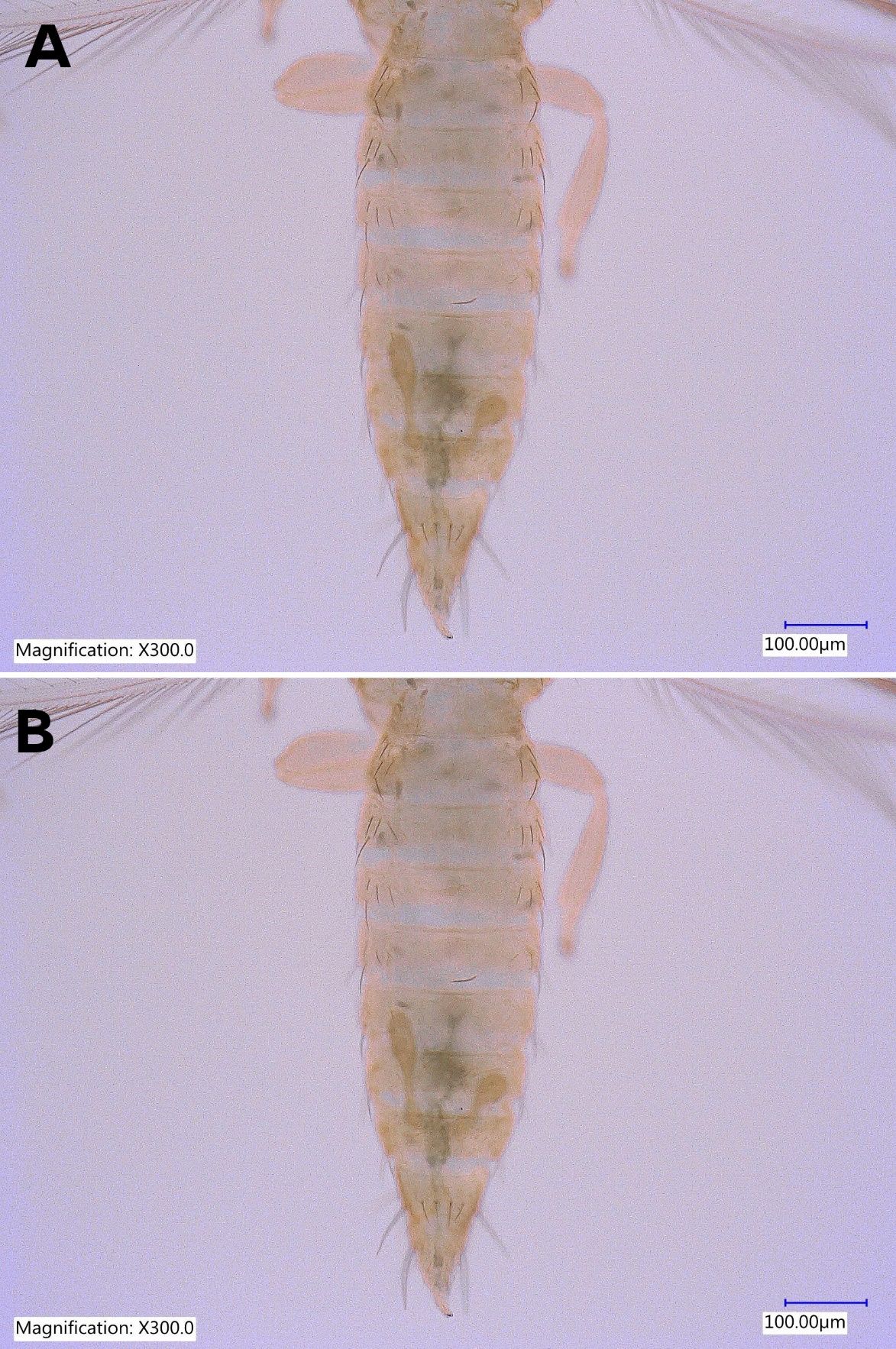 Whole abdomen (A) and last abdominal segments (B) of adult male Taiwanese thrips, Thrips parvispinus (Karny) (dorsal view) at higher magnification showing abdominal setae. 